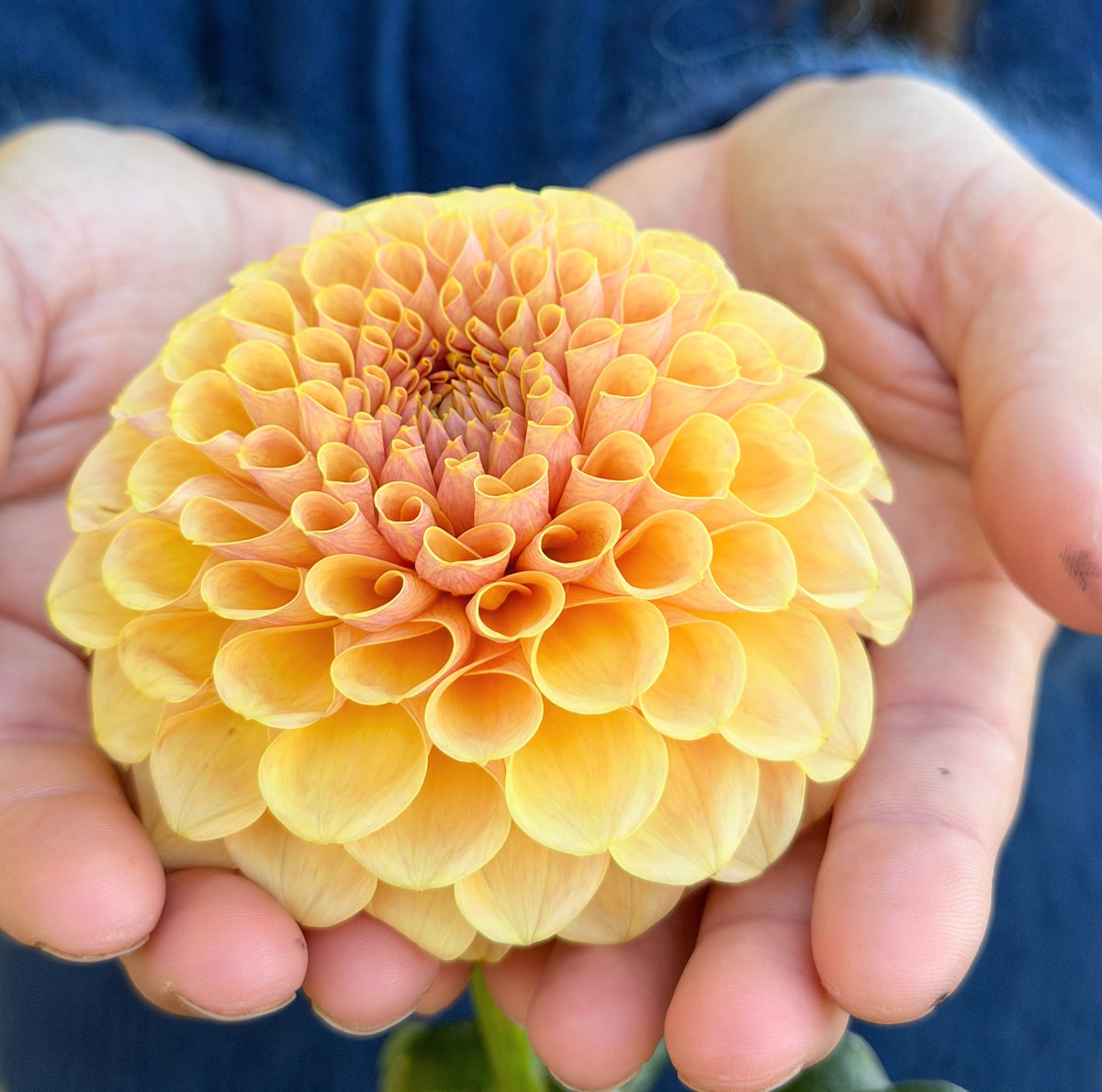 KA's Daybreak dahlia, yellow formal decorative bloom, view 2