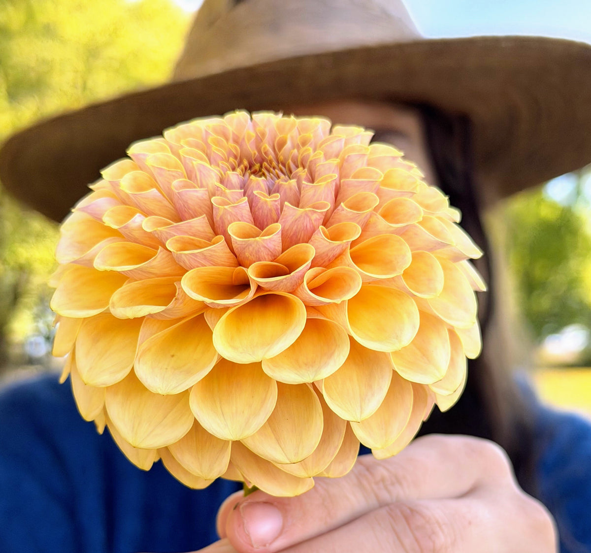 KA's Daybreak dahlia, yellow formal decorative bloom, view 3
