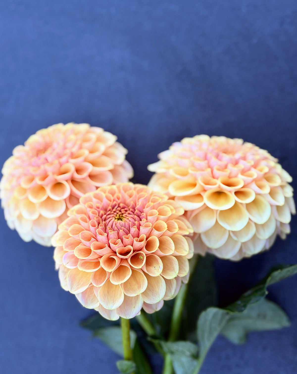 KA's Daybreak dahlia, yellow formal decorative bloom, view 4