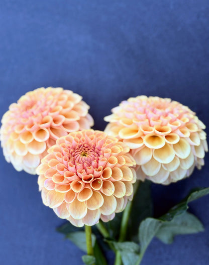 KA's Daybreak dahlia, yellow formal decorative bloom, view 4