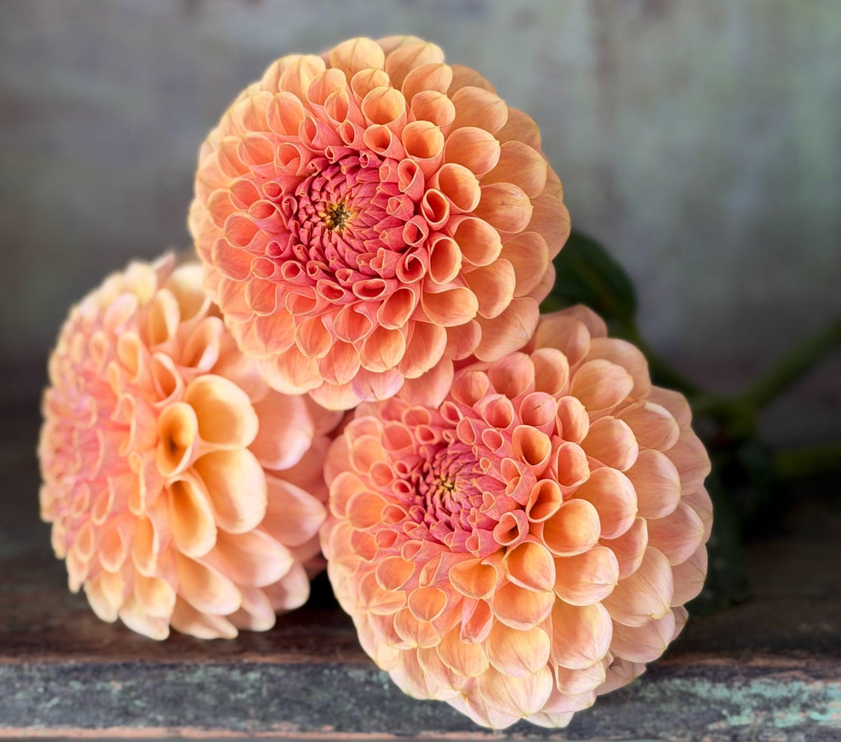 KA's Daybreak dahlia, yellow formal decorative bloom, view 5