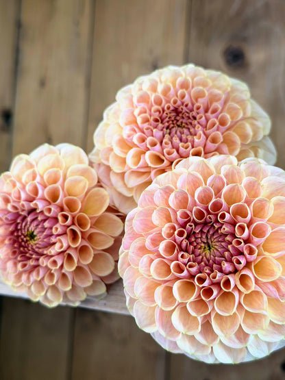 KA's Daybreak dahlia, yellow formal decorative bloom, view 6