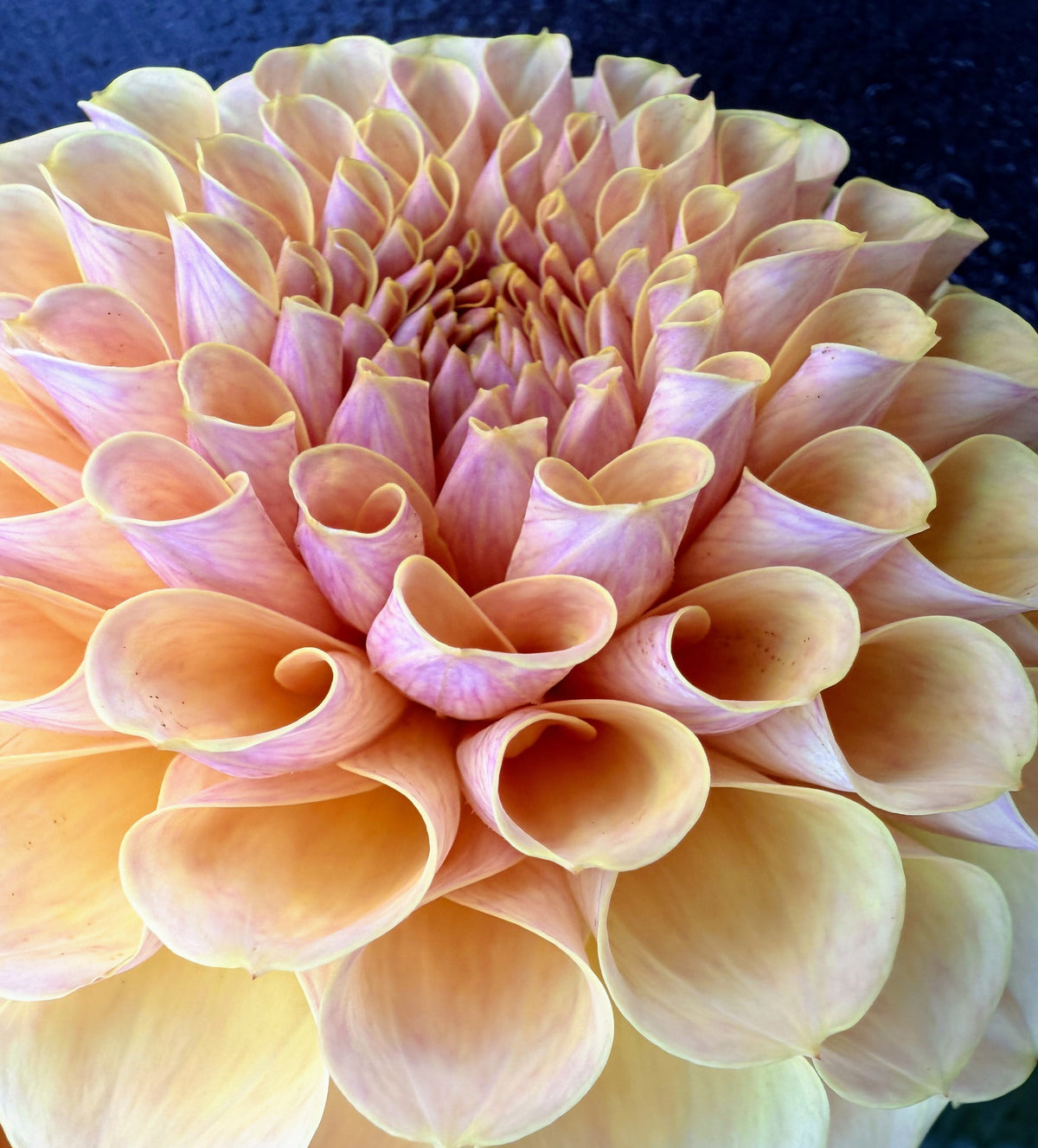 KA's Daybreak dahlia, yellow formal decorative bloom, view 7
