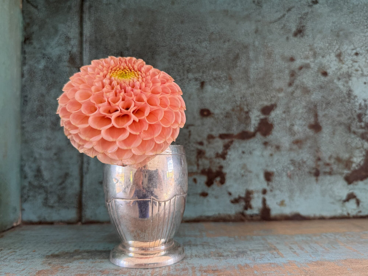 KA's Honeycomb dahlia, yellow miniature ball bloom, view 2