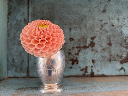 KA's Honeycomb dahlia, yellow miniature ball bloom, view 2