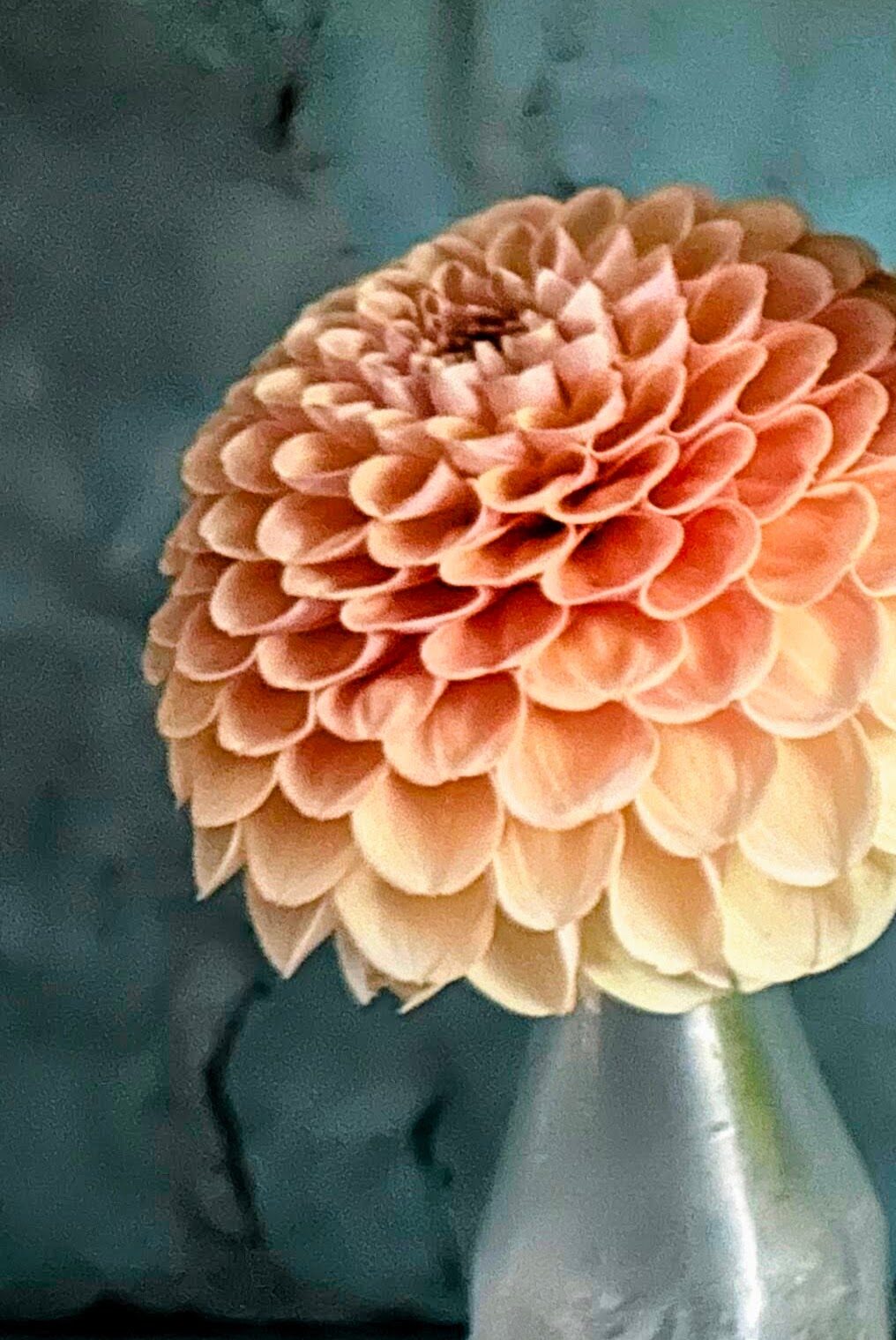 KA's Honeycomb dahlia, yellow miniature ball bloom, view 3
