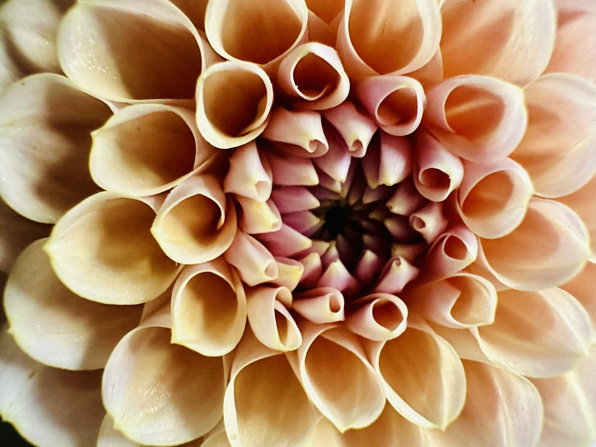 KA's Honeycomb dahlia, yellow miniature ball bloom, view 4