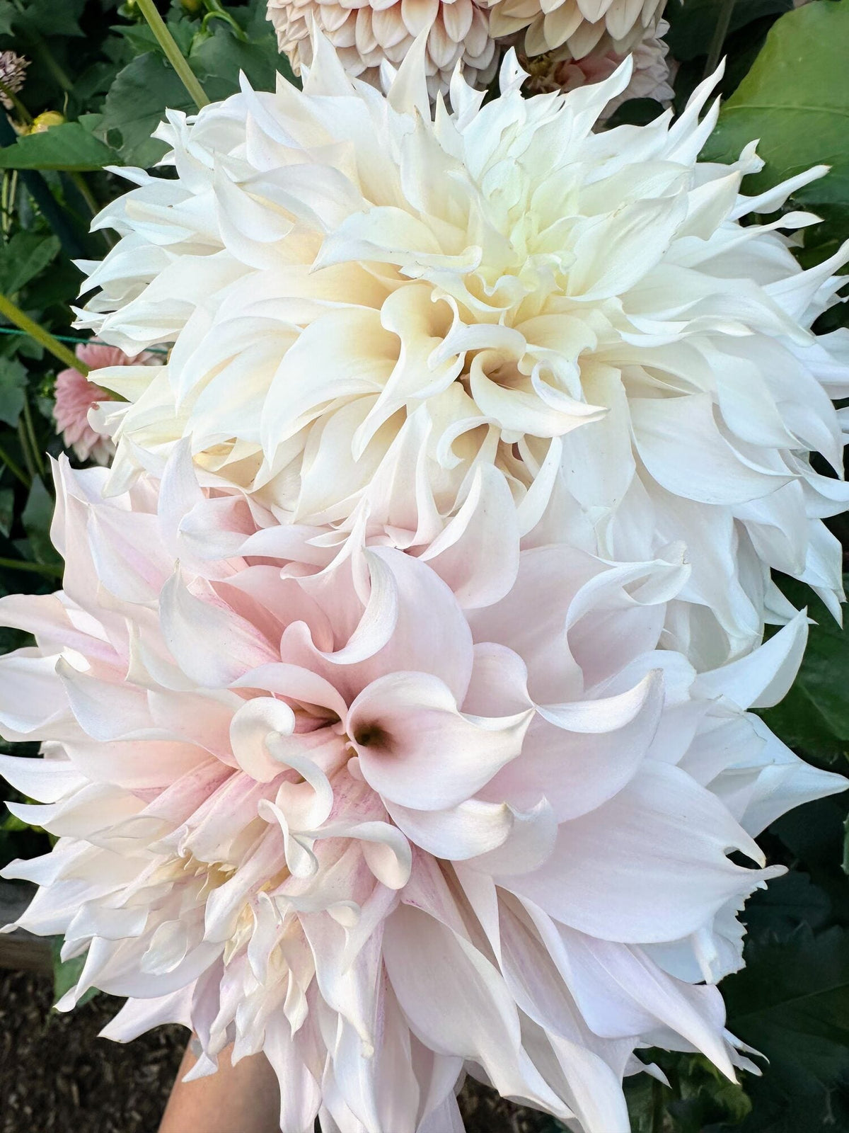 KA's Lavender Blush dahlia, white informal decorative bloom, view 2