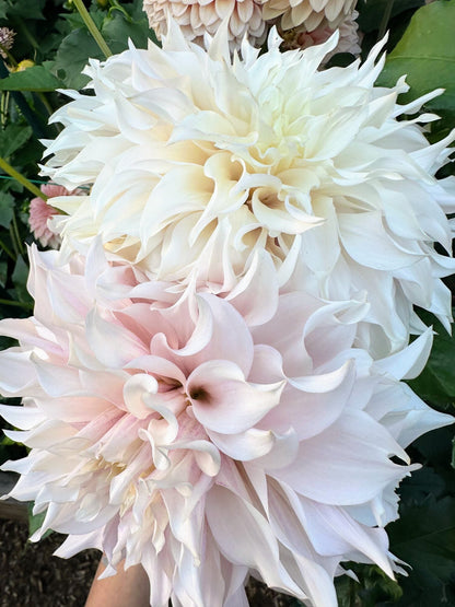 KA's Lavender Blush dahlia, white informal decorative bloom, view 2