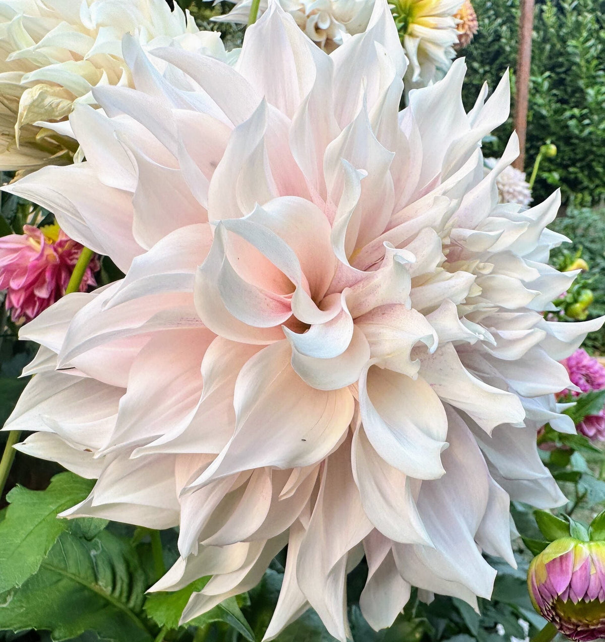 KA's Lavender Blush dahlia, white informal decorative bloom, view 3