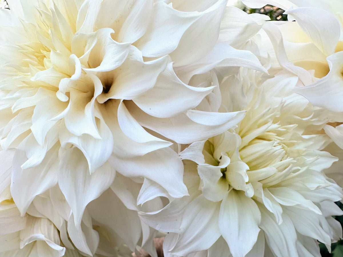 KA's Lavender Blush dahlia, white informal decorative bloom, view 4