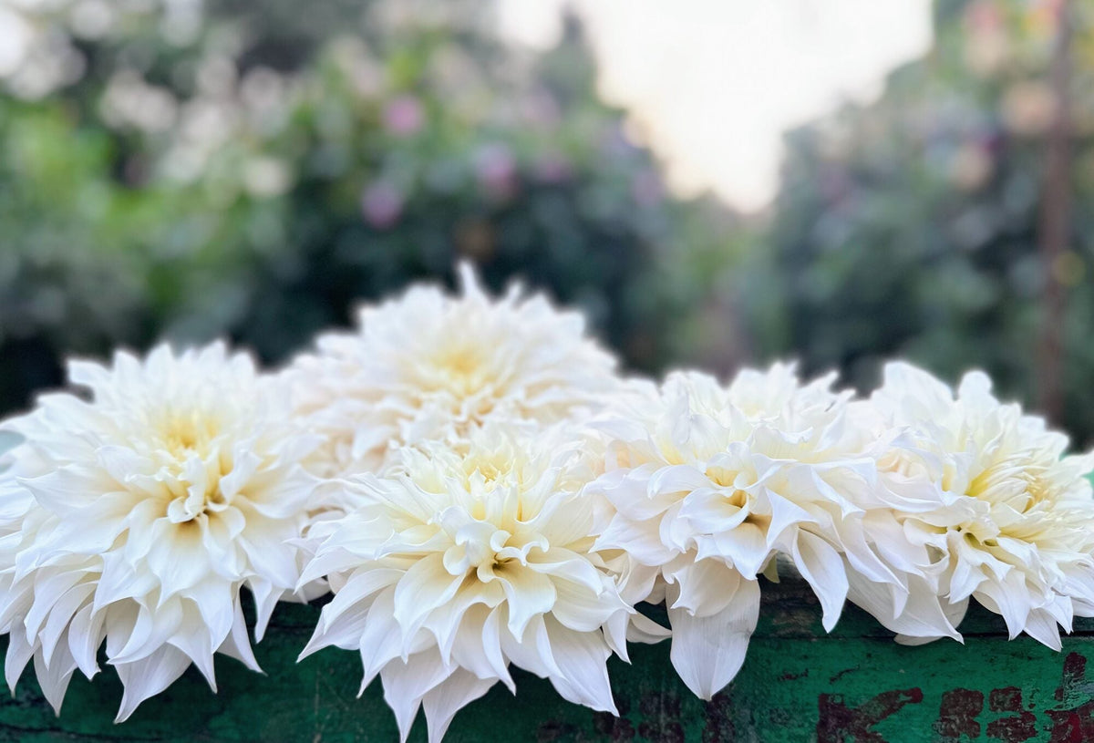 KA's Lavender Blush dahlia, white informal decorative bloom, view 5