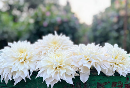 KA's Lavender Blush dahlia, white informal decorative bloom, view 5