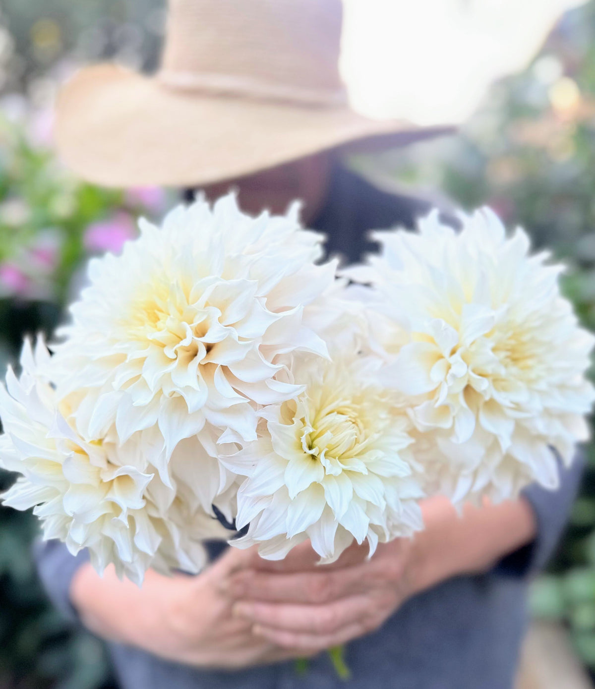 KA's Lavender Blush dahlia, white informal decorative bloom