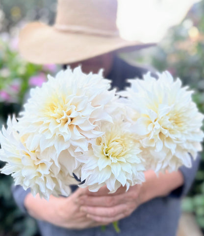 KA's Lavender Blush dahlia, white informal decorative bloom