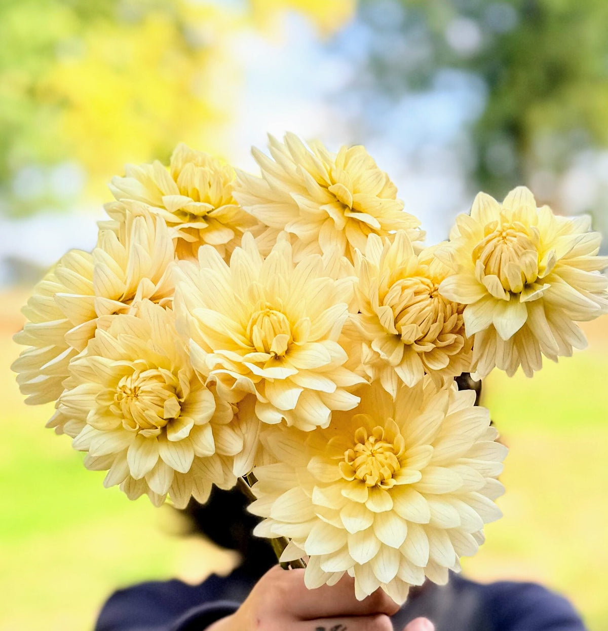 KA's Linen dahlia, white novelty open center bloom, view 2