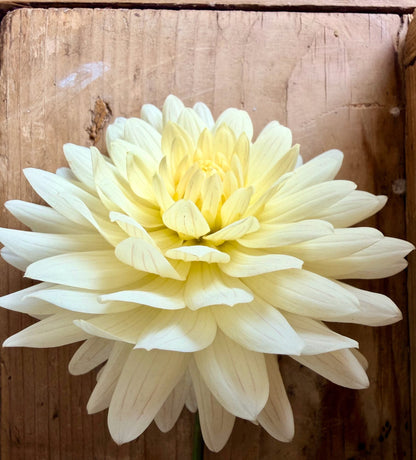 KA's Linen dahlia, white novelty open center bloom, view 3