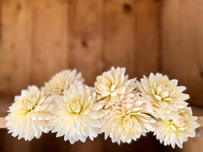 KA's Linen dahlia, white novelty open center bloom, view 4