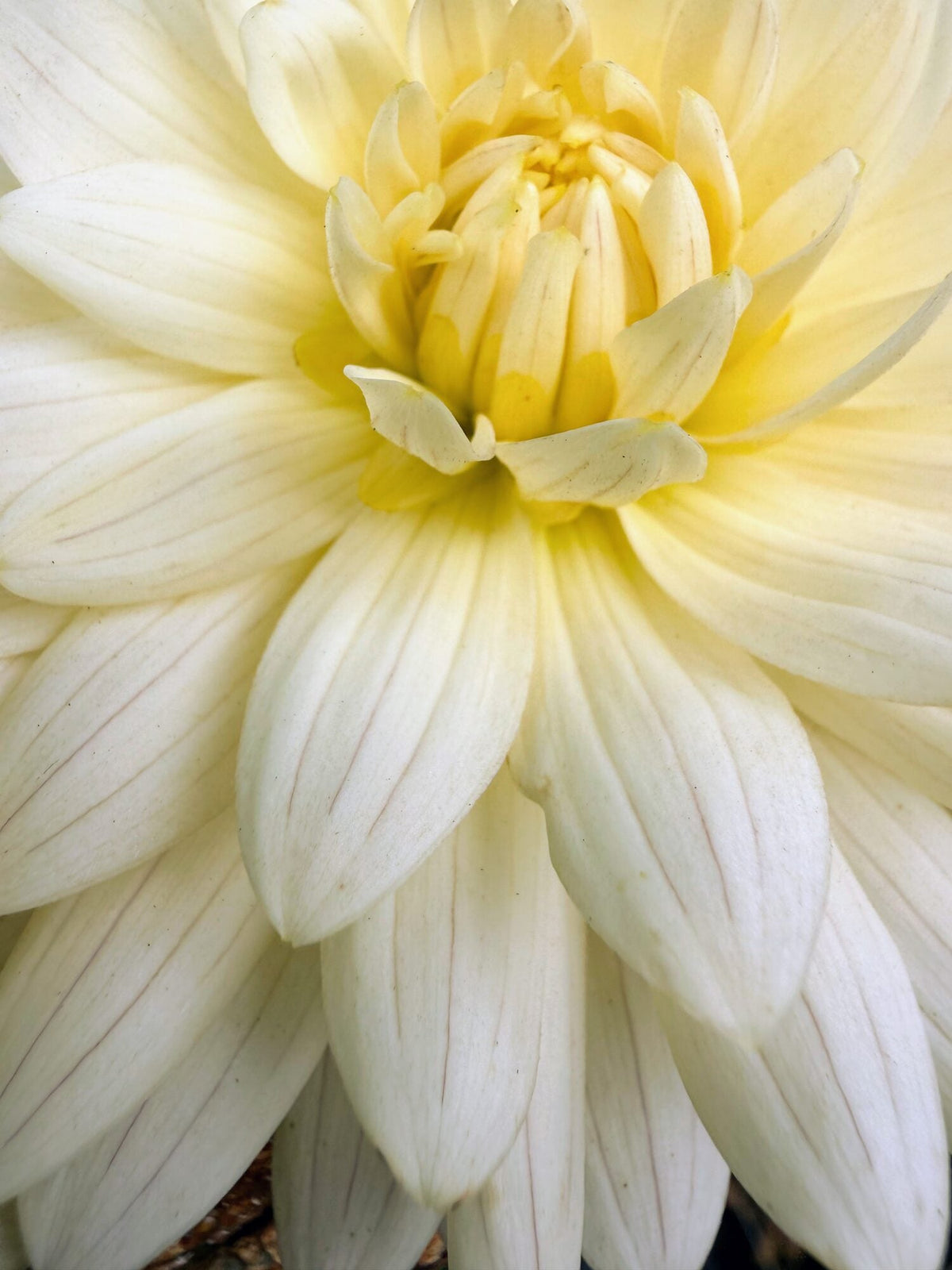 KA's Linen dahlia, white novelty open center bloom, view 5