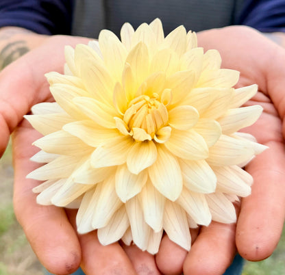 KA's Linen dahlia, white novelty open center bloom