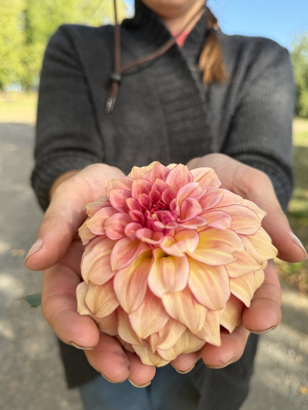 KA's Mocha Katie dahlia, pink informal decorative bloom, view 3