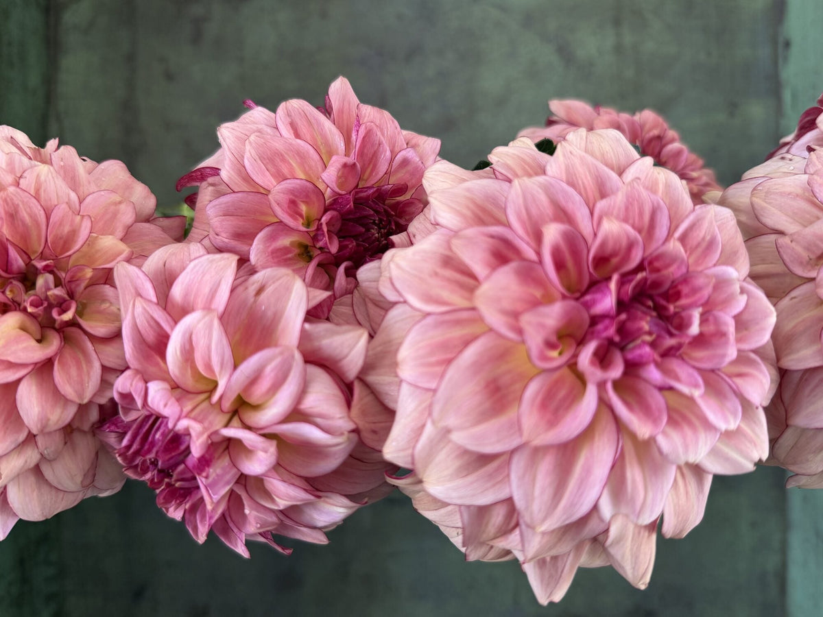 KA's Mocha Katie dahlia, pink informal decorative bloom, view 4