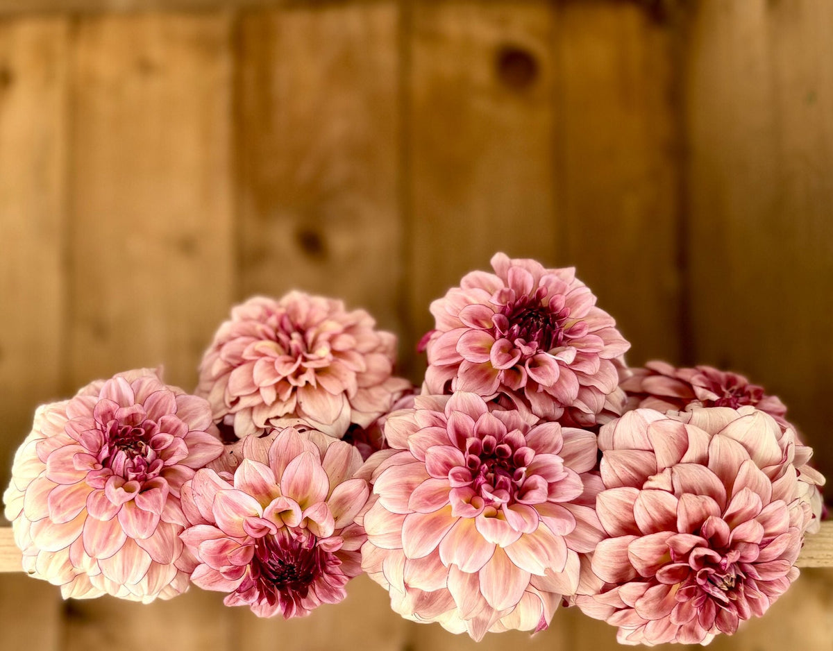 KA's Mocha Katie dahlia, pink informal decorative bloom, view 5
