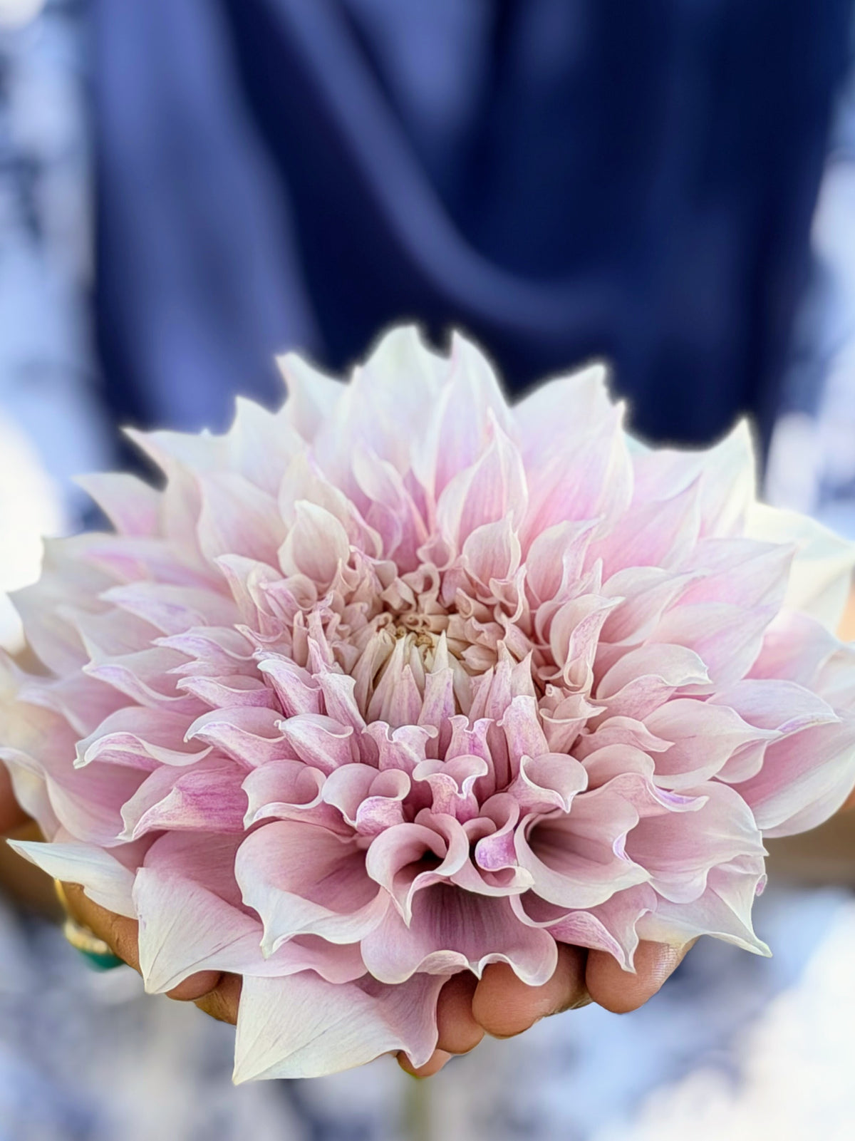 KA's® Mocha Maya dahlia tuber — photo 2
