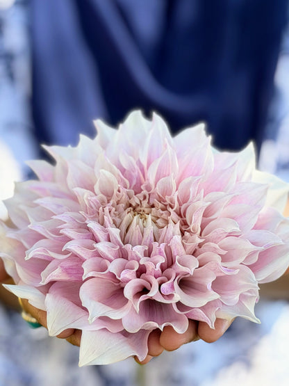 KA's® Mocha Maya dahlia tuber — photo 2