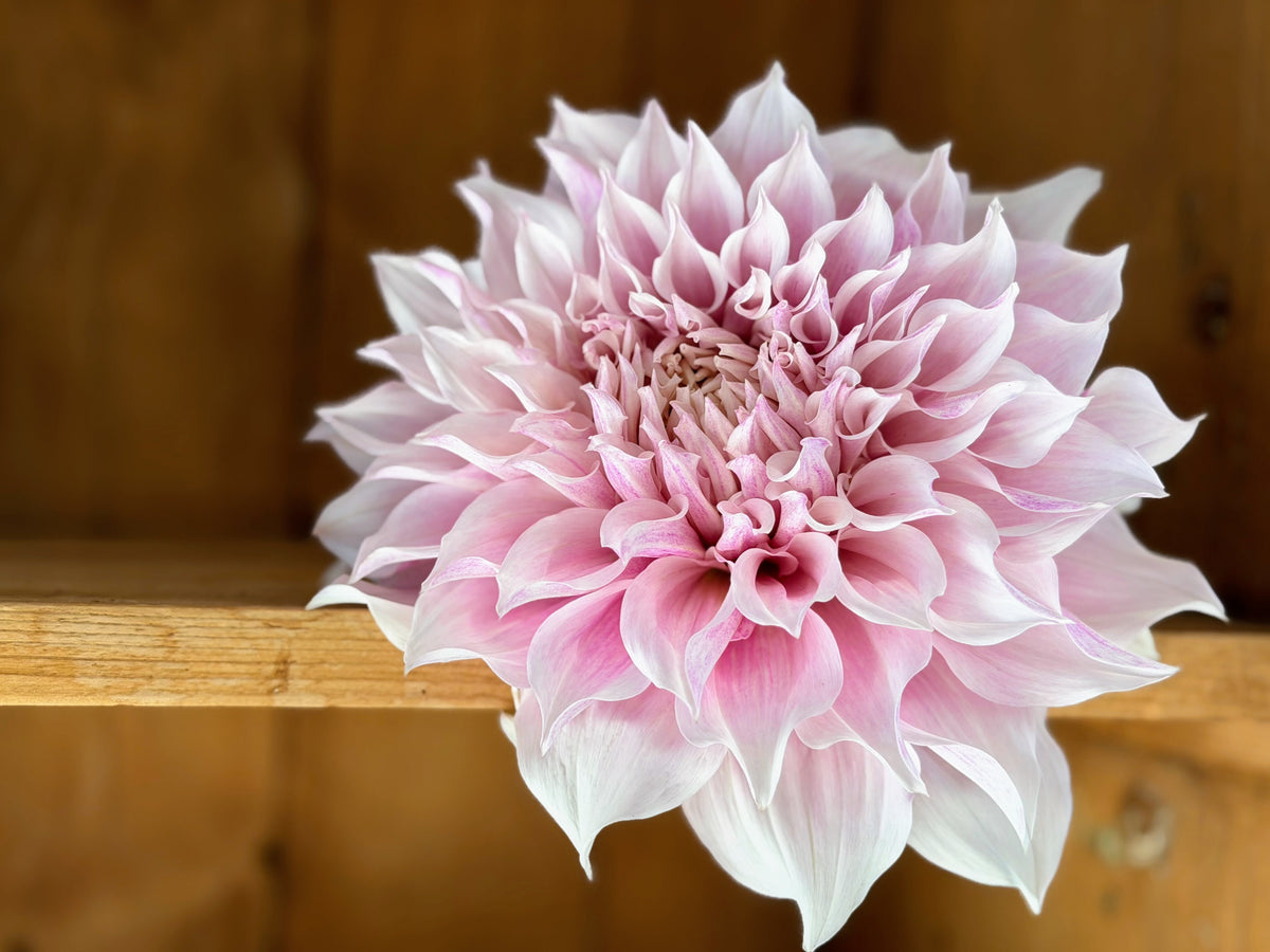 KA's® Mocha Maya dahlia tuber — photo 3