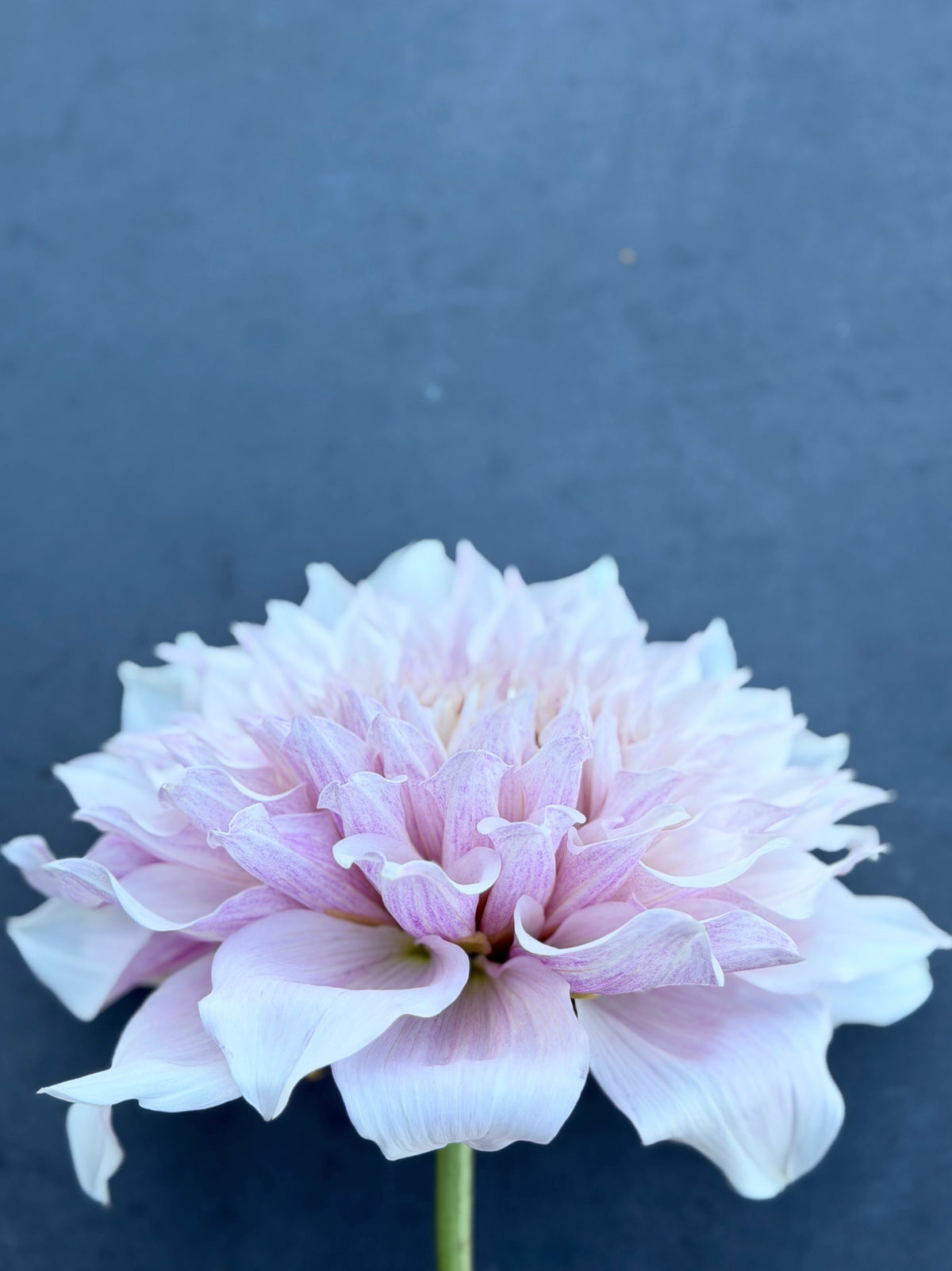 KA's® Mocha Maya dahlia tuber — photo 4