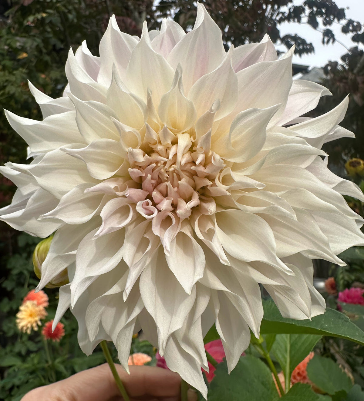 KA's® Mocha Maya dahlia tuber — photo 5