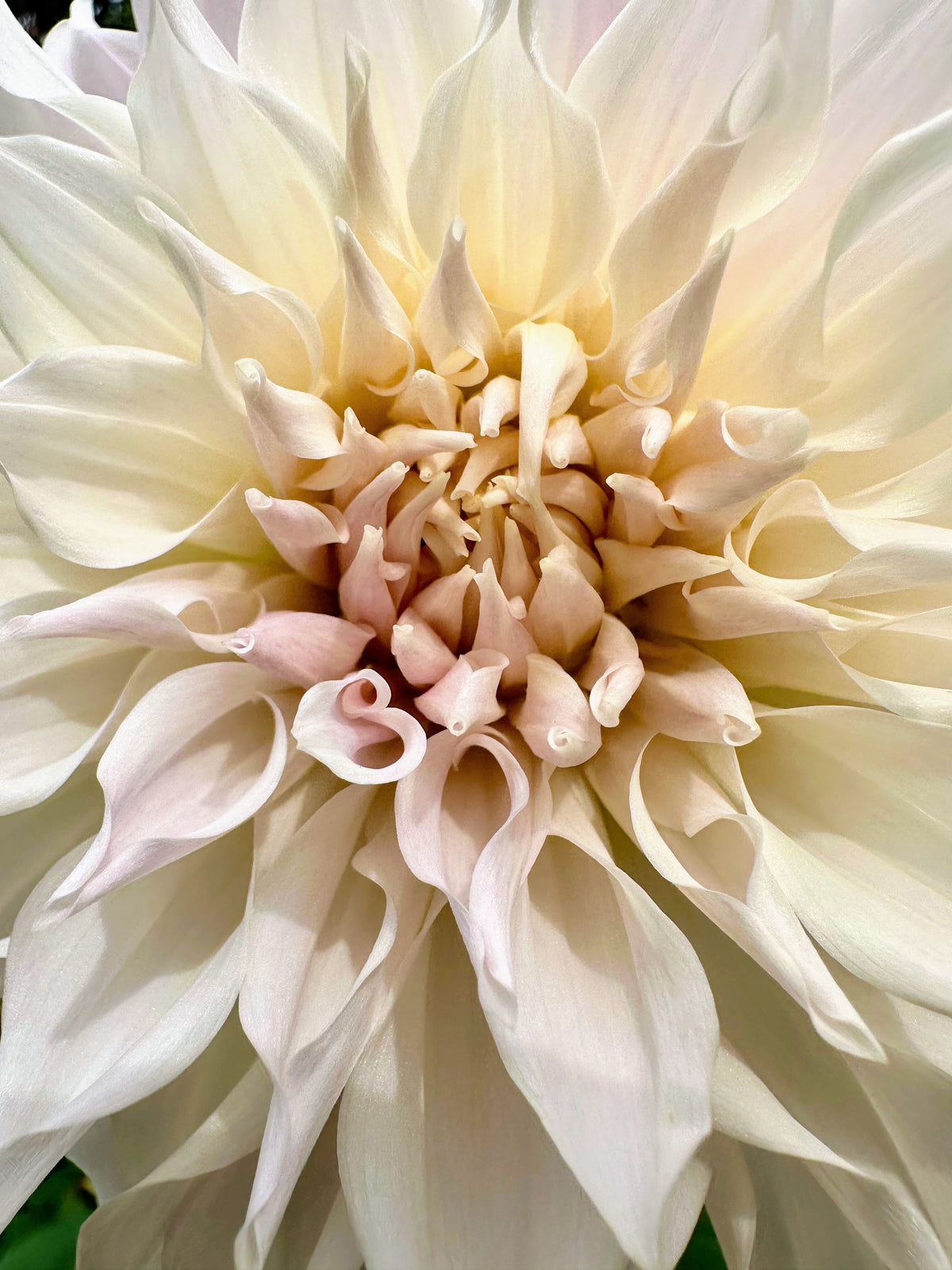 KA's® Mocha Maya dahlia tuber — photo 6