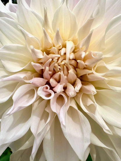 KA's® Mocha Maya dahlia tuber — photo 6