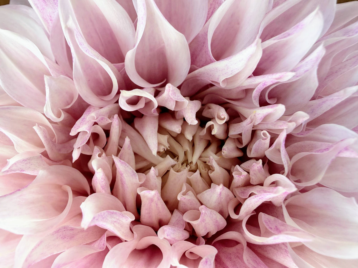 KA's® Mocha Maya dahlia tuber — photo 8