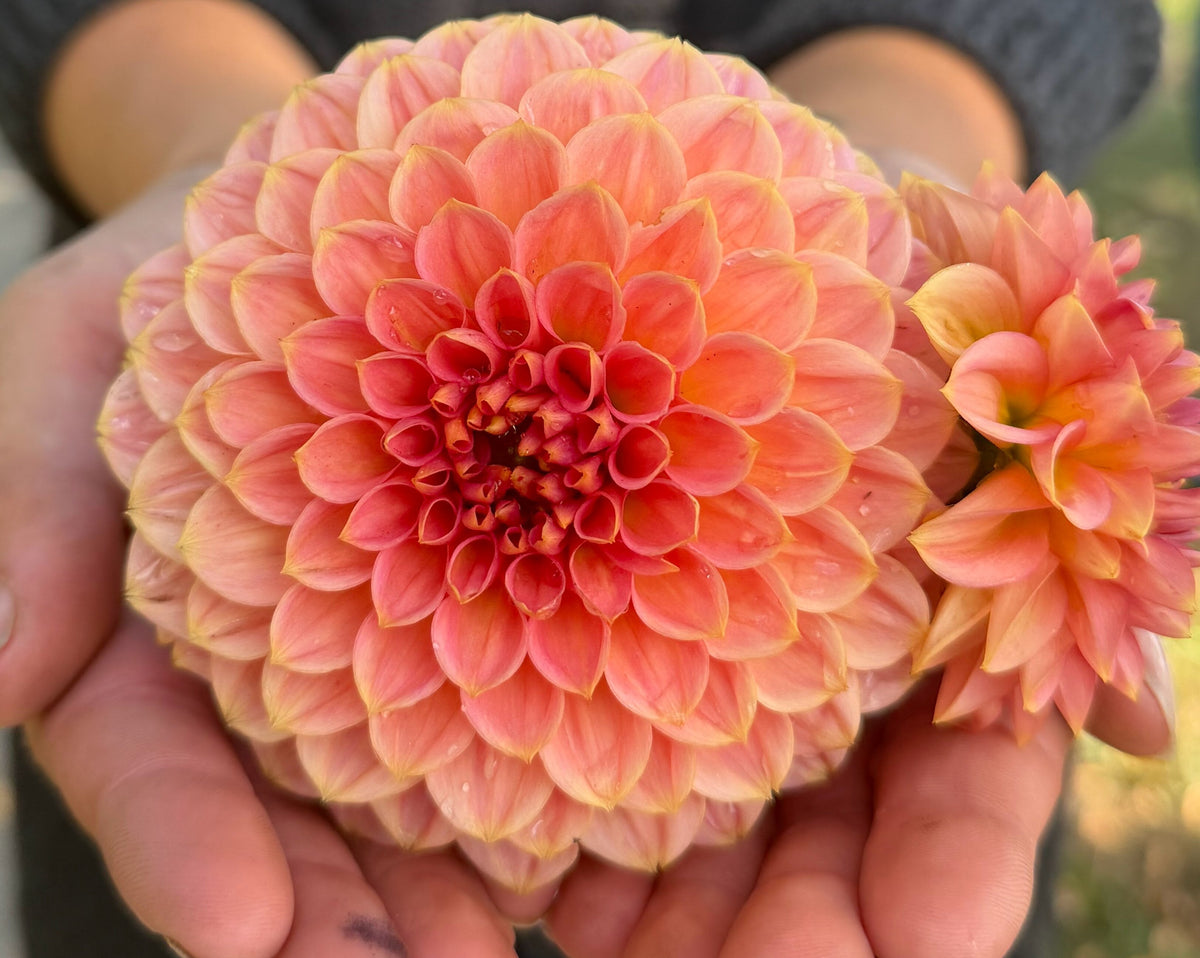 KA's Morning Dew dahlia, pink formal decorative bloom