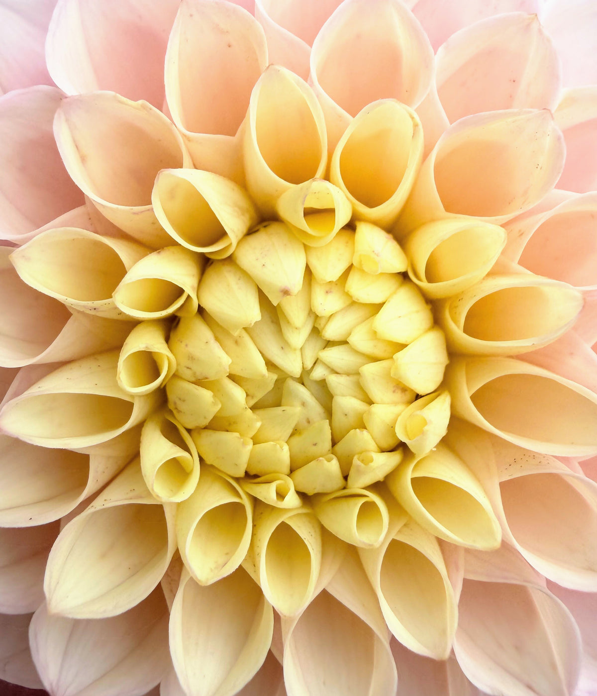 KA's Opal Cliffs dahlia, pink formal decorative bloom, view 3
