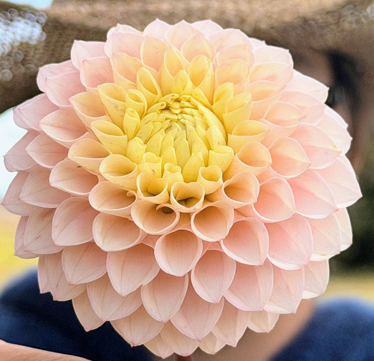 KA's Opal Cliffs dahlia, pink formal decorative bloom, view 4