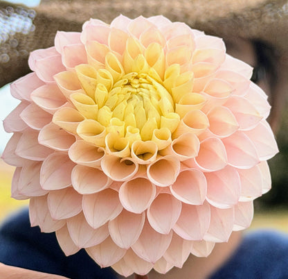 KA's Opal Cliffs dahlia, pink formal decorative bloom, view 4