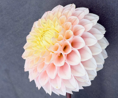 KA's Opal Cliffs dahlia, pink formal decorative bloom, view 5