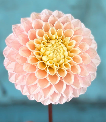 KA's Opal Cliffs dahlia, pink formal decorative bloom, view 6