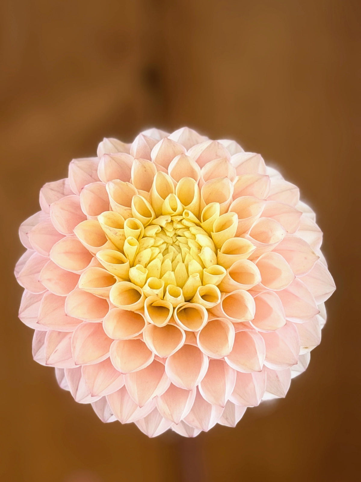 KA's Opal Cliffs dahlia, pink formal decorative bloom, view 7