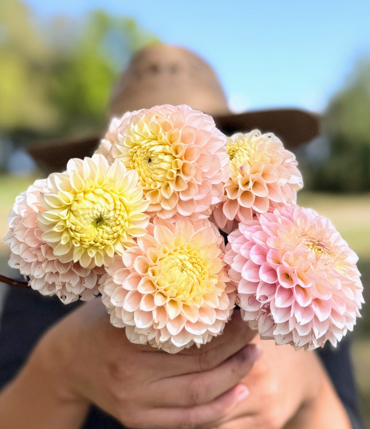 KA's Opal Cliffs dahlia, pink formal decorative bloom