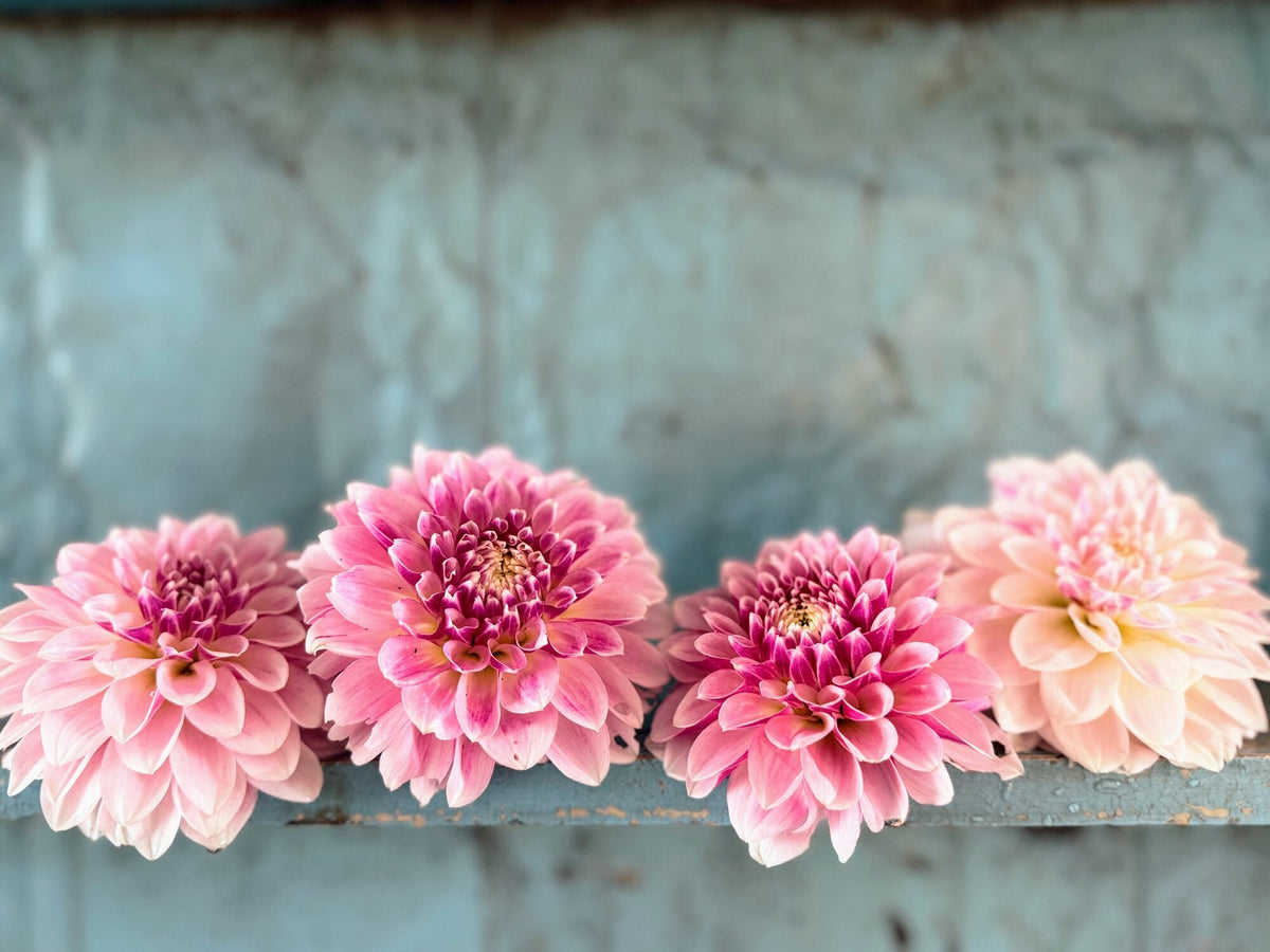 KA's Rose Quartz dahlia, pink formal decorative bloom, view 2