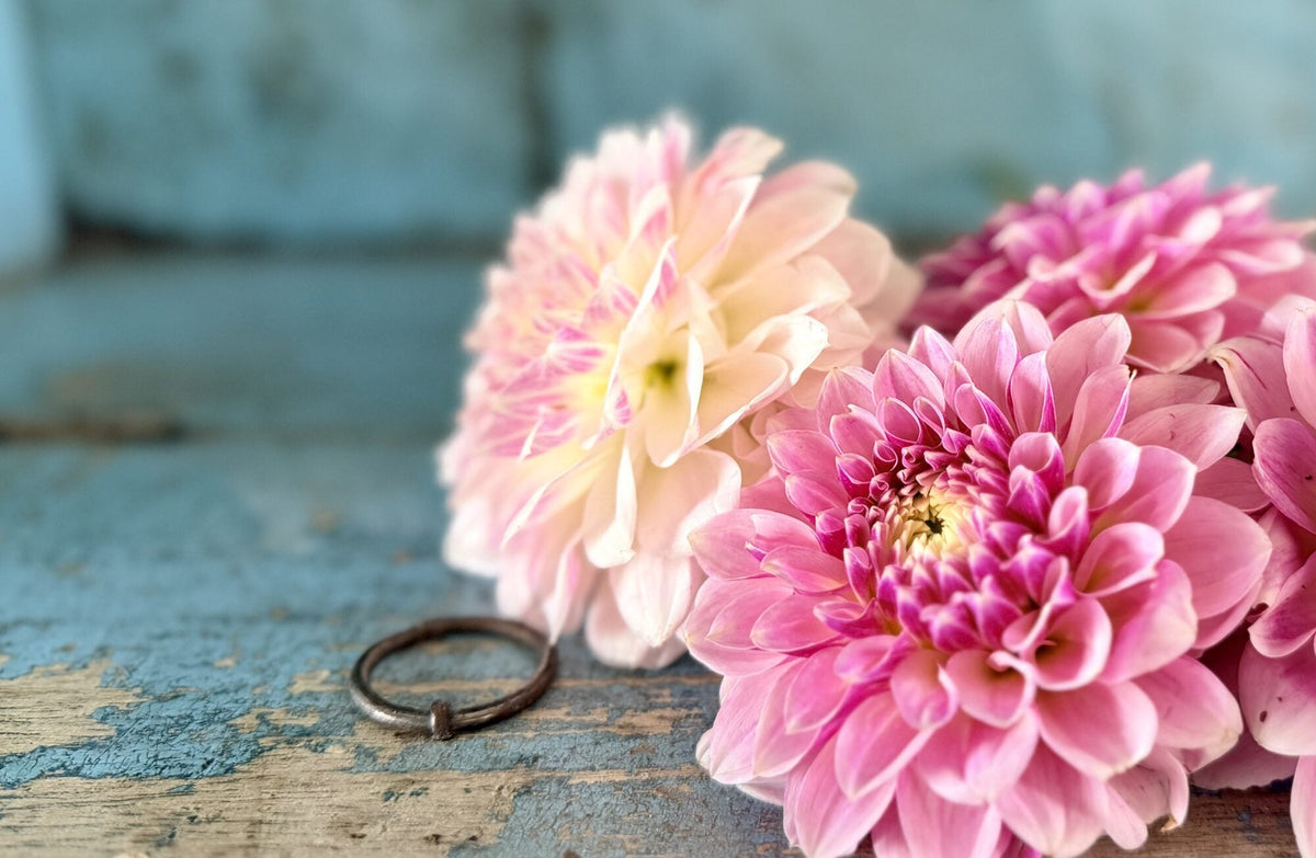 KA's Rose Quartz dahlia, pink formal decorative bloom, view 3