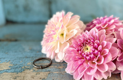 KA's Rose Quartz dahlia, pink formal decorative bloom, view 3