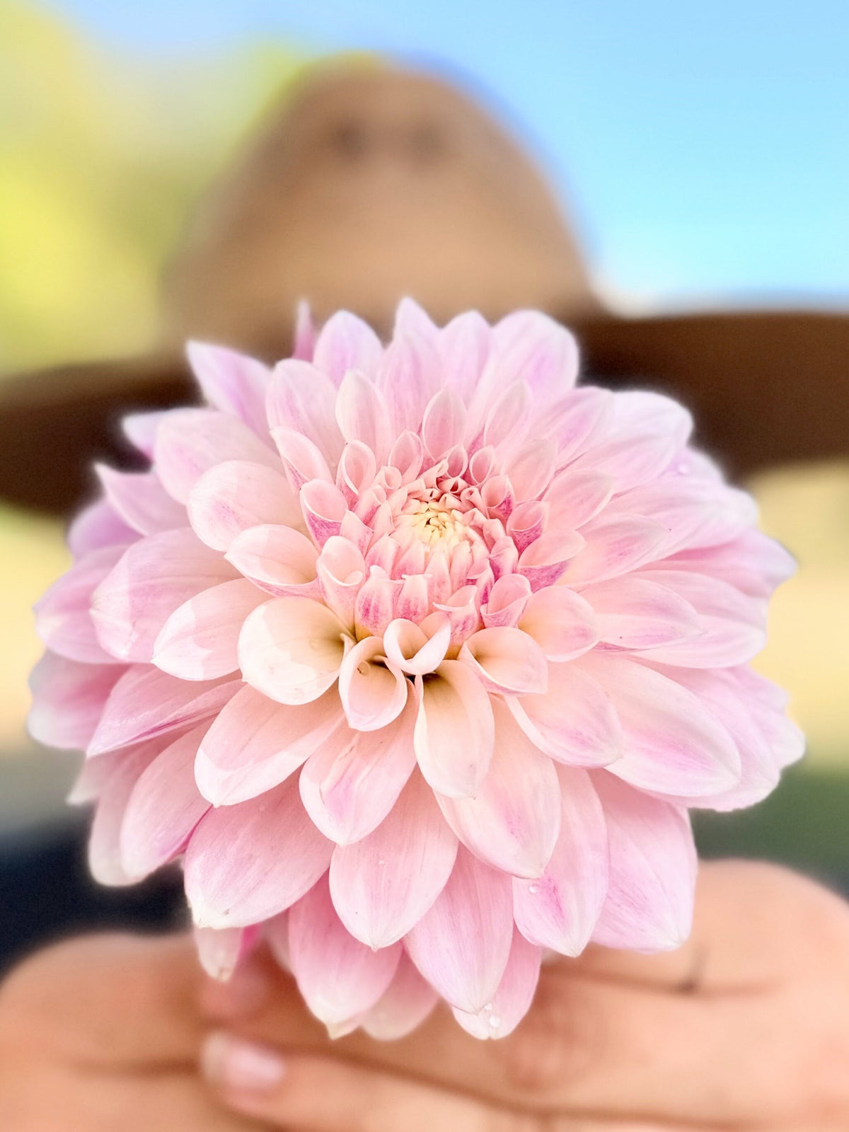 KA's Rose Quartz dahlia, pink formal decorative bloom