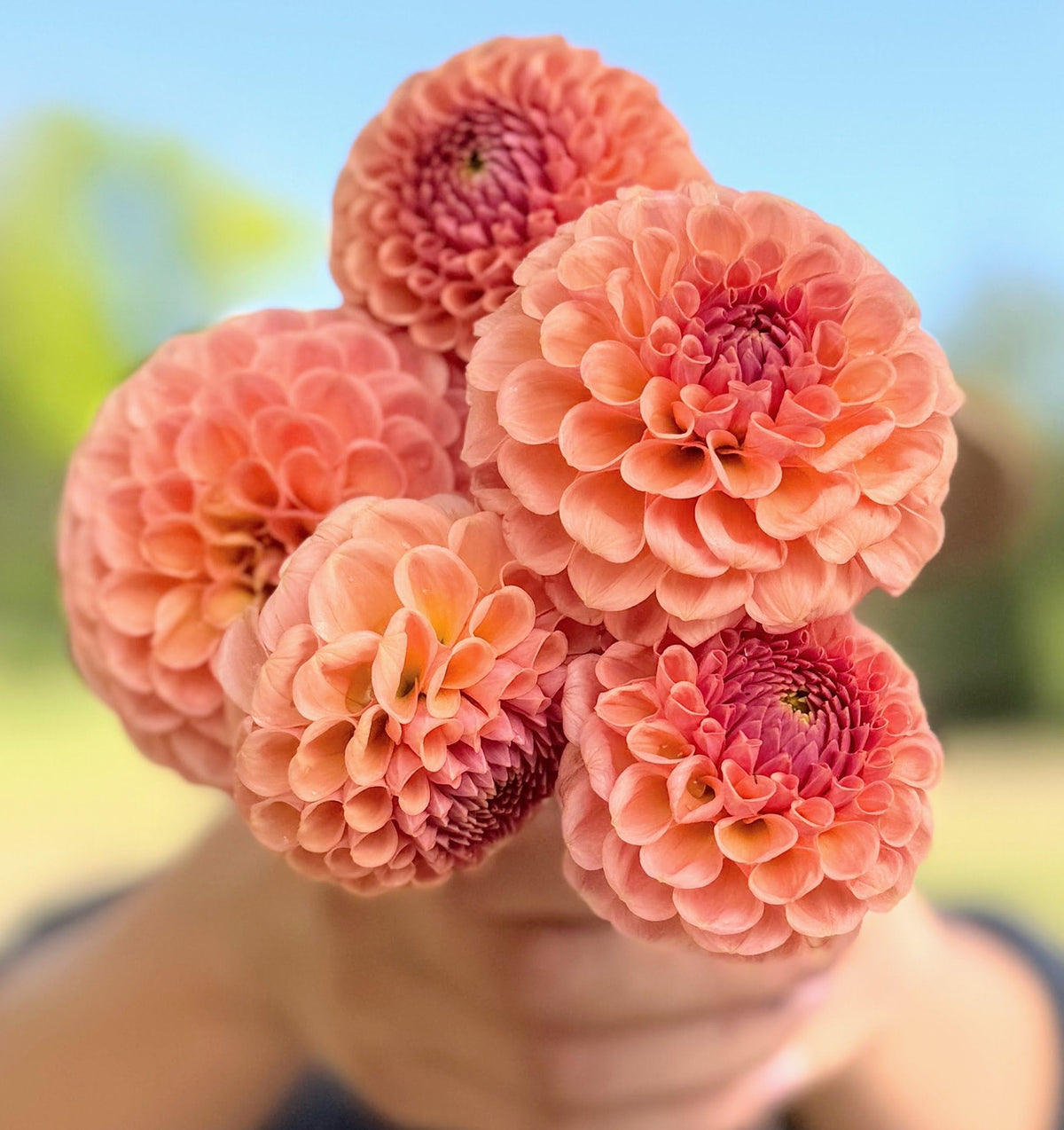 KA's Sicilian Summer dahlia, orange ball bloom