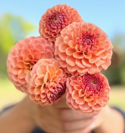 KA's Sicilian Summer dahlia, orange ball bloom