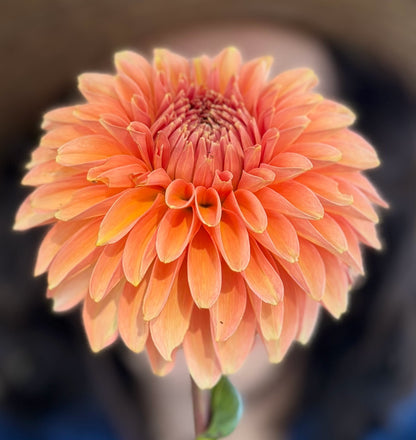 KA's® Whisper dahlia tuber — photo 2